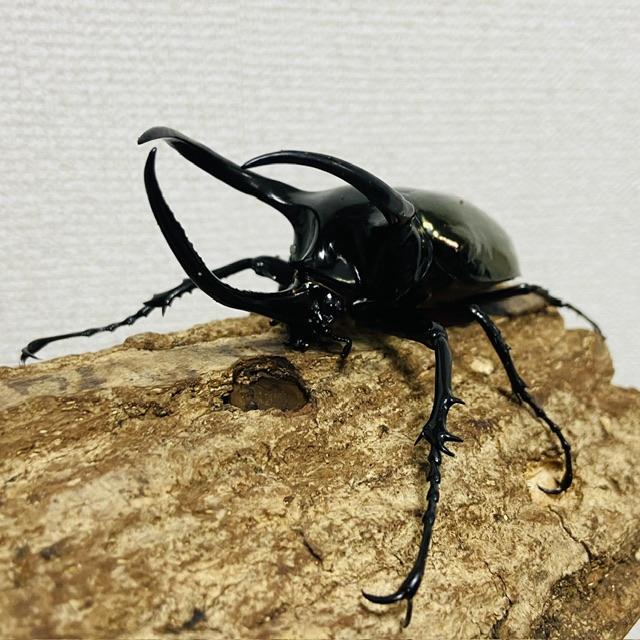 アトラスオオカブト 成虫ペア ♂95.6mm♀49.1mm (アトラス アトラスオオカブト 成虫ペア ♂95.6mm♀49.1mm (アトラス