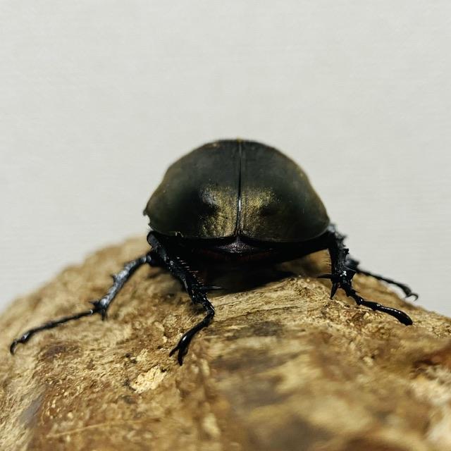 アトラスオオカブト 成虫ペア ♂95.6mm♀49.1mm (アトラス アトラスオオカブト 成虫ペア ♂95.6mm♀49.1mm (アトラス