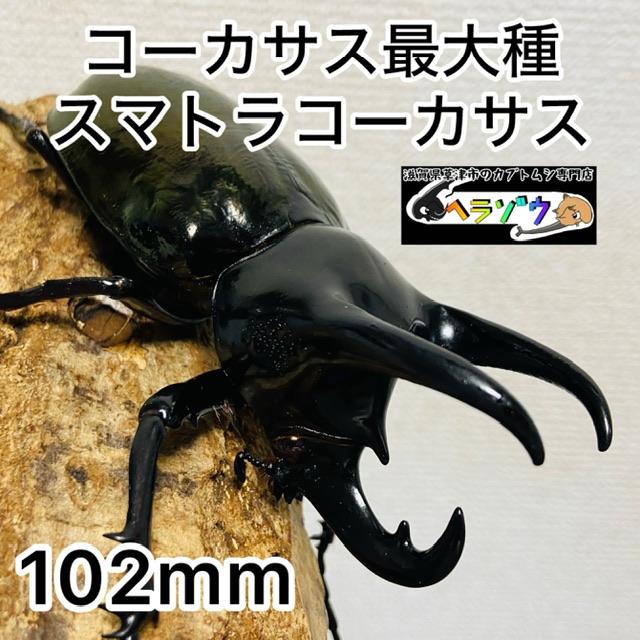 コーカサスオオカブト 成虫 ♂102.1mm スマトラコーカサス LIWA