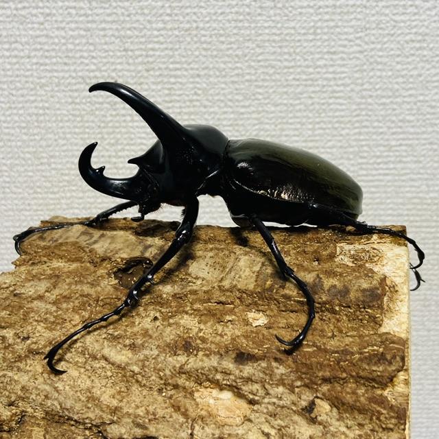 コーカサスオオカブト 成虫 ♂102.1mm スマトラコーカサス LIWA
