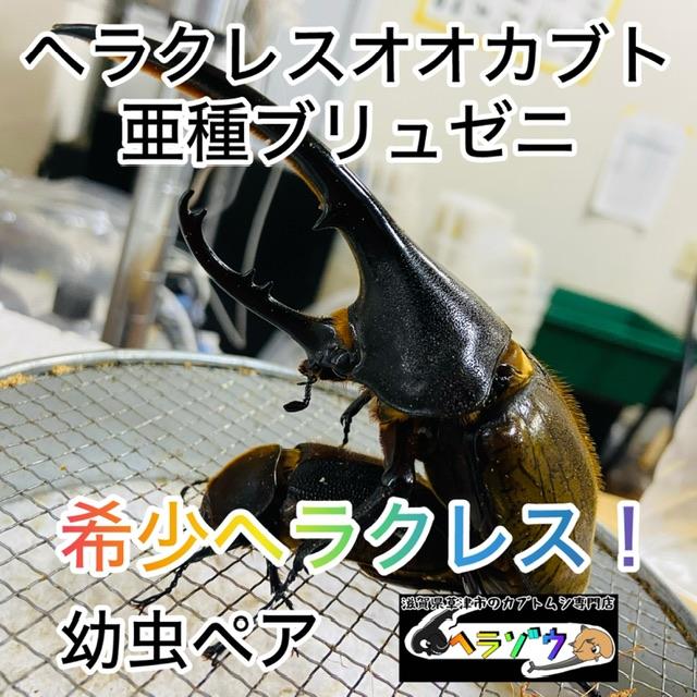 ヘラクレスオオカブト 亜種ブリュゼニ(亜種トリニダーデンシス) 幼虫