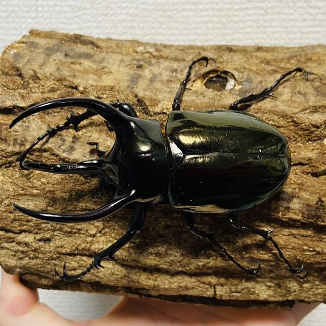 アトラスオオカブト 成虫 ♂ 85.5mm ミンダナオアトラス : カブトムシ