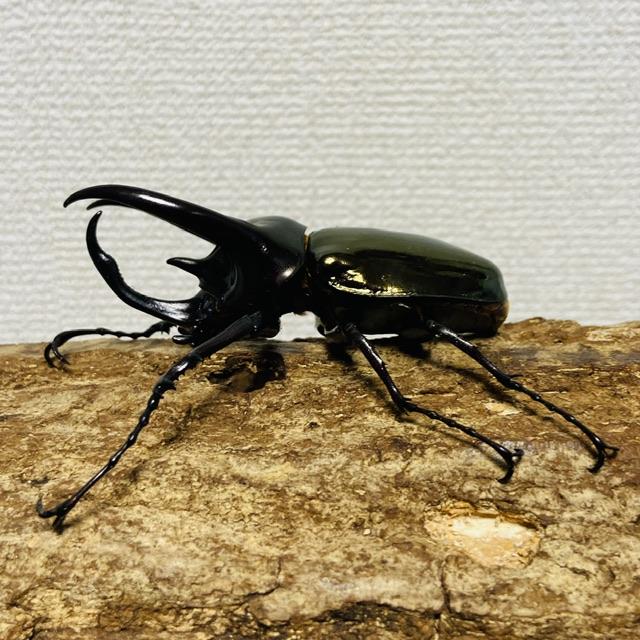 アトラスオオカブト 成虫 ♂ 85.5mm ミンダナオアトラス : カブトムシ