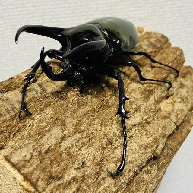 ミンダナオ　アトラスオオカブト　入荷！　 アトラスオオカブト 成虫 オス ♂ 94.4mm ミンダナオアトラス