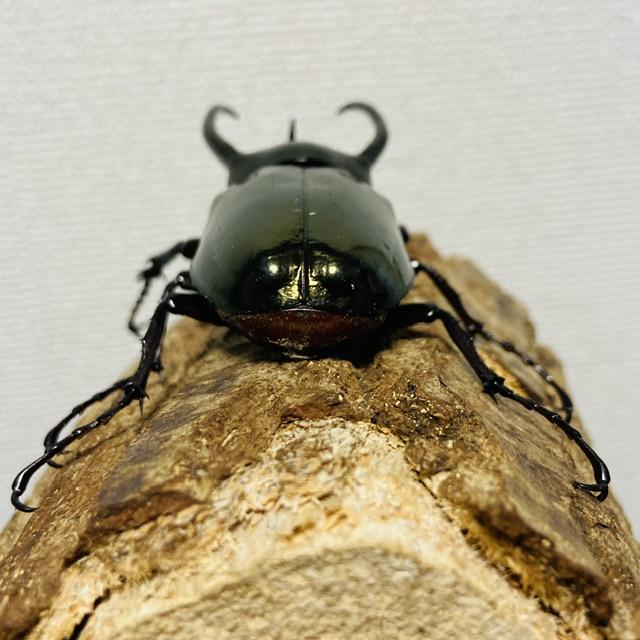 アトラスオオカブト 成虫 ♂ 85.5mm ミンダナオアトラス : カブトムシ