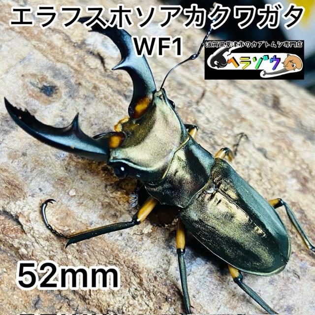 エラフスホソアカクワガタ 標本 91mm O <1110z昆虫標本・クワガタムシ