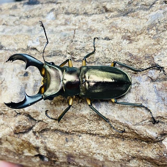 エラフスホソアカクワガタ 成虫 オス ♂ 52.9mm : カブトムシ専門店