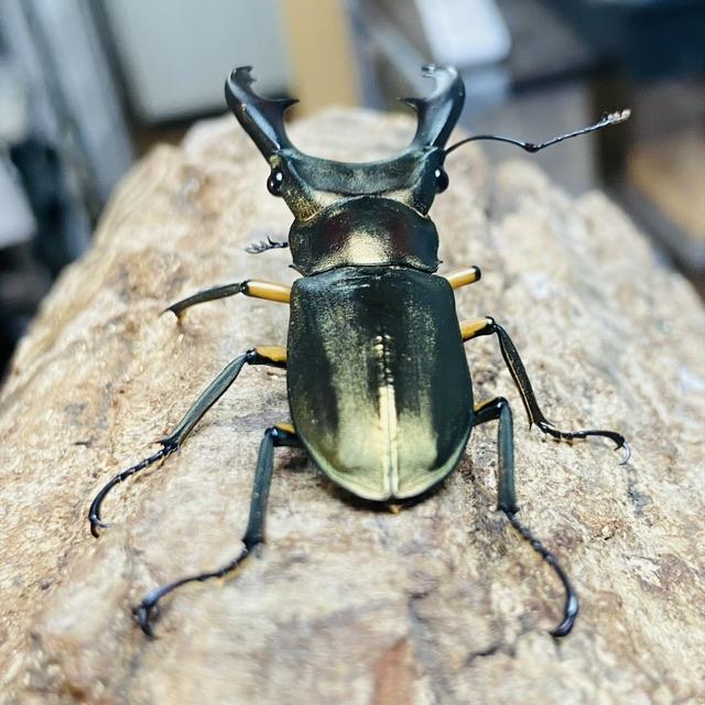 エラフスホソアカクワガタ 成虫 オス ♂ 52.9mm : カブトムシ専門店