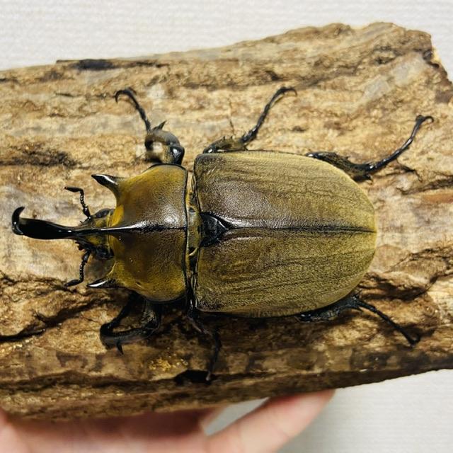 ギアスゾウカブト 亜種ポリオン 成虫 オス ♂ 84.6mm : カブトムシ専門