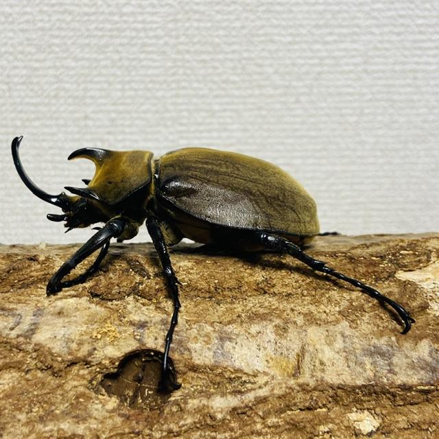 ギアスゾウカブト 亜種ポリオン 成虫 オス ♂ 84.6mm : カブトムシ専門