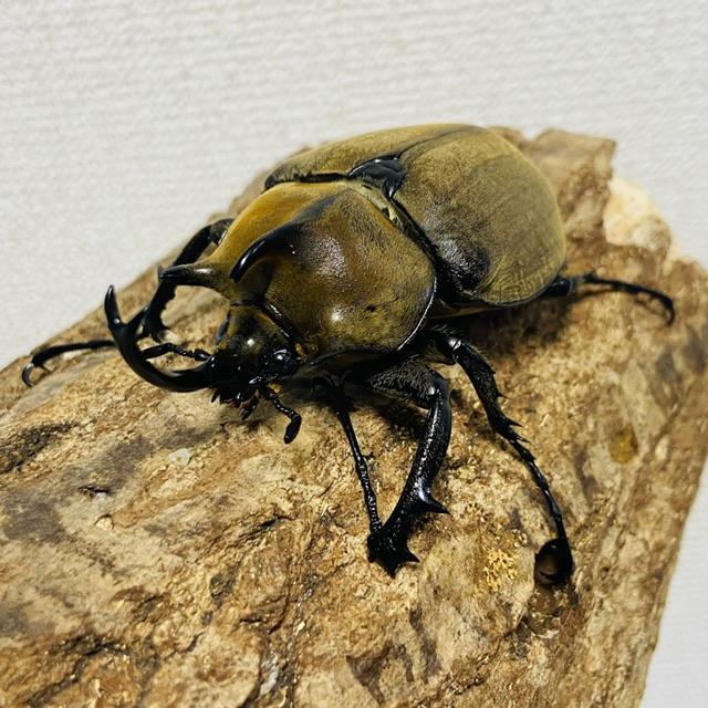 ギアスゾウカブト 亜種ポリオン 成虫 オス ♂ 84.6mm : カブトムシ専門