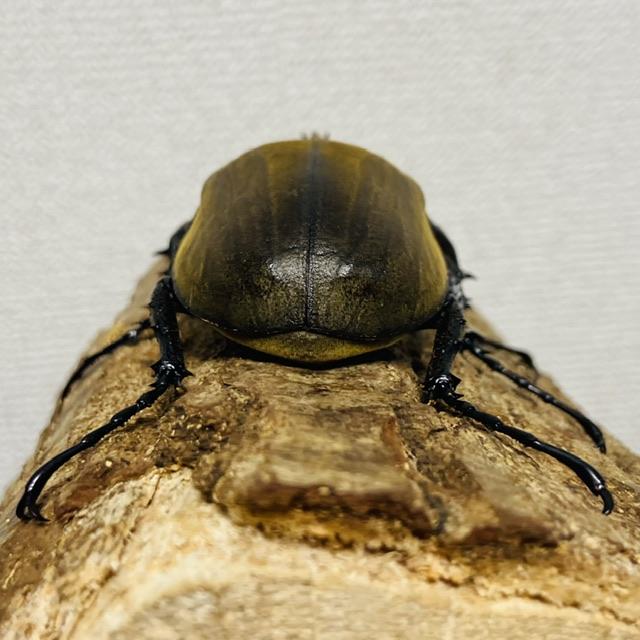 ギアスゾウカブト 亜種ポリオン 成虫 オス ♂ 84.6mm : カブトムシ専門