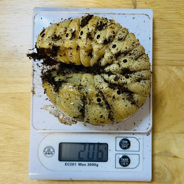 200gUP】WF1 レックスゾウカブト 幼虫 ペア (元アクティオンゾウカブト