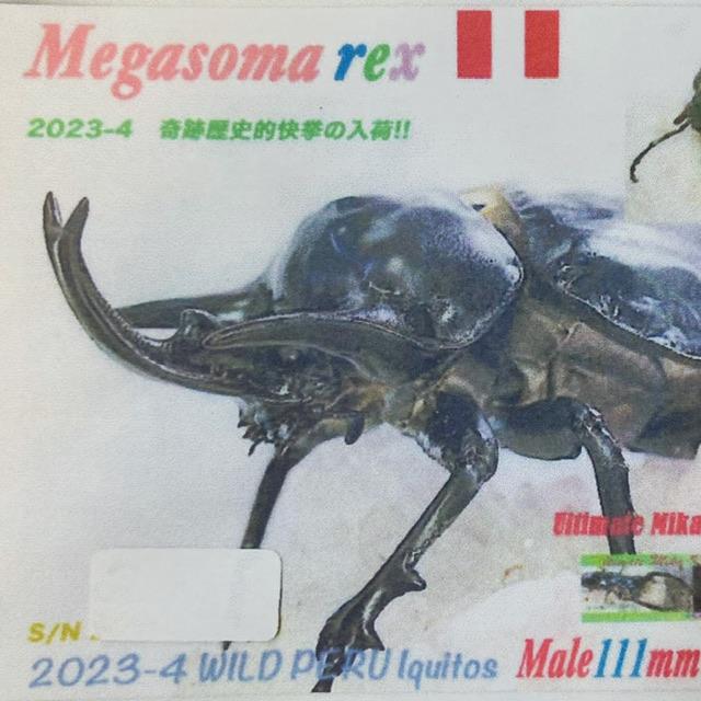 200gUP】WF1 レックスゾウカブト 幼虫 ペア (元アクティオンゾウカブト