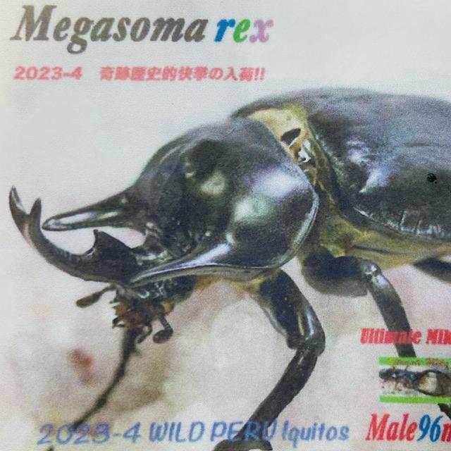 200gUP】WF1 レックスゾウカブト 幼虫 ペア (元アクティオンゾウカブト