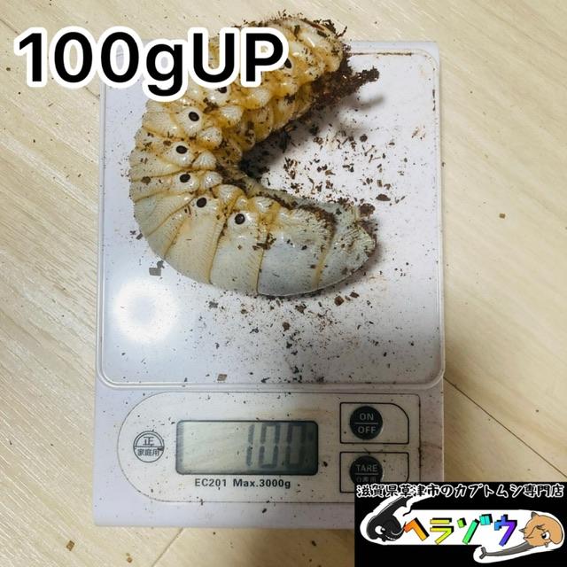 半年】エレファスゾウカブト 体重100gUP 幼虫 ペア : カブトムシ専門店