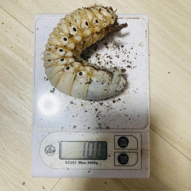 半年】エレファスゾウカブト 体重100gUP 幼虫 ペア : カブトムシ専門店