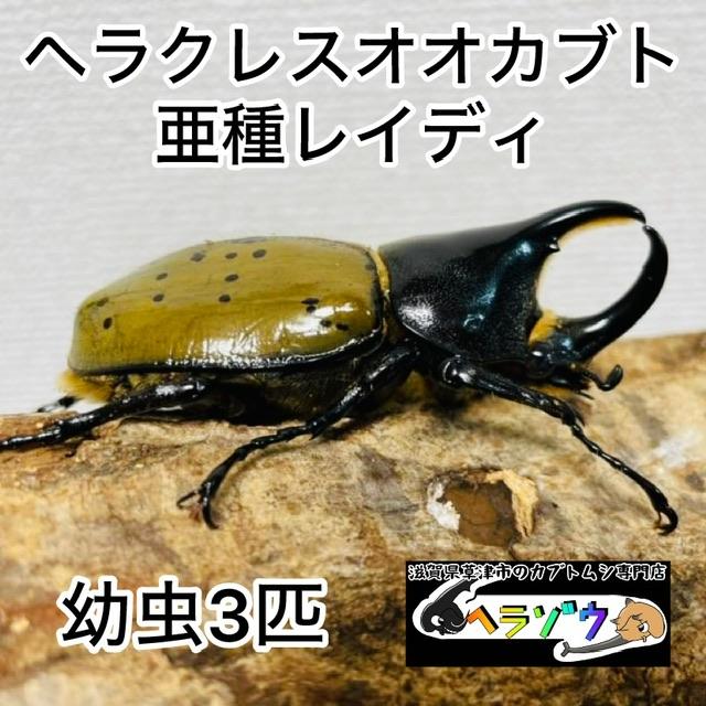 ヘラクレスオオカブト 亜種レイディ (亜種バウドリー) 幼虫 3匹 