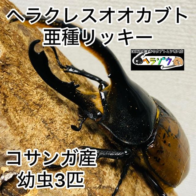 外国産カブト3種 標本 ヘラクレス・リッキー エレファス コーカサス 外