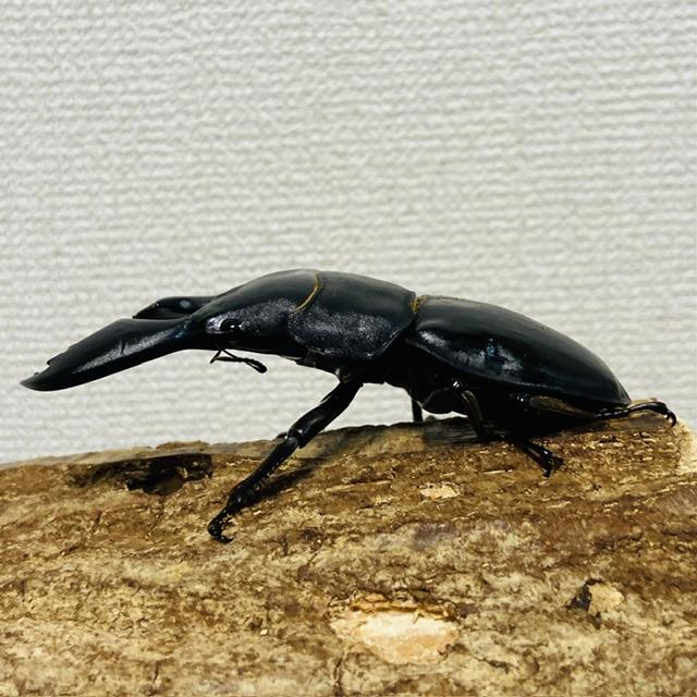 特大血統】スマトラオオヒラタクワガタ ♂99.3mm : カブトムシ専門店