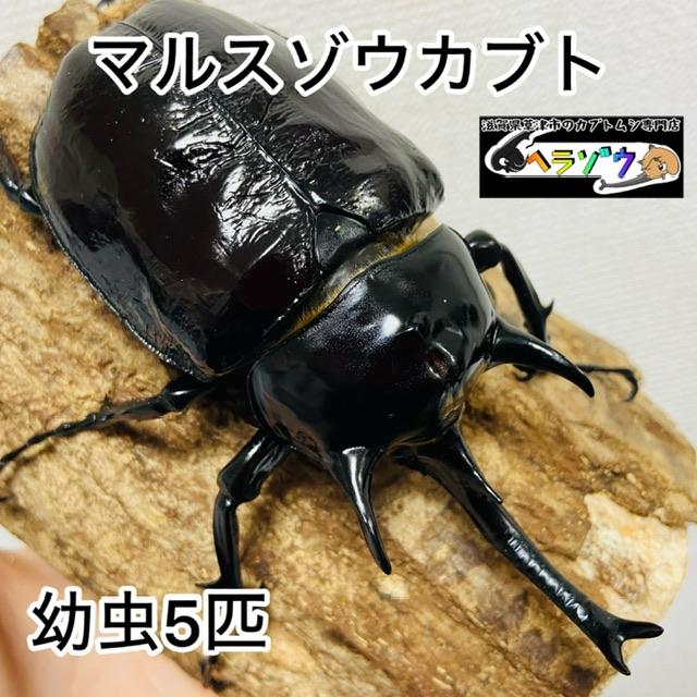 マルスゾウカブト 幼虫 5匹 : カブトムシ専門店ヘラゾウ - 通販