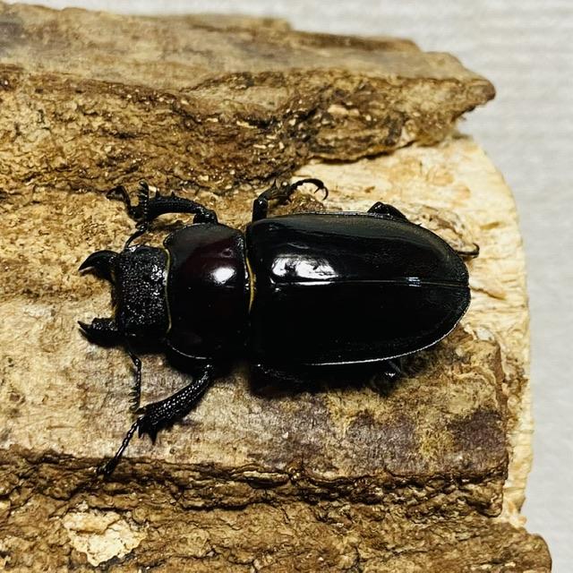 ウェムケンミヤマクワガタ 成虫 ペア オス 34.7mm : カブトムシ専門店