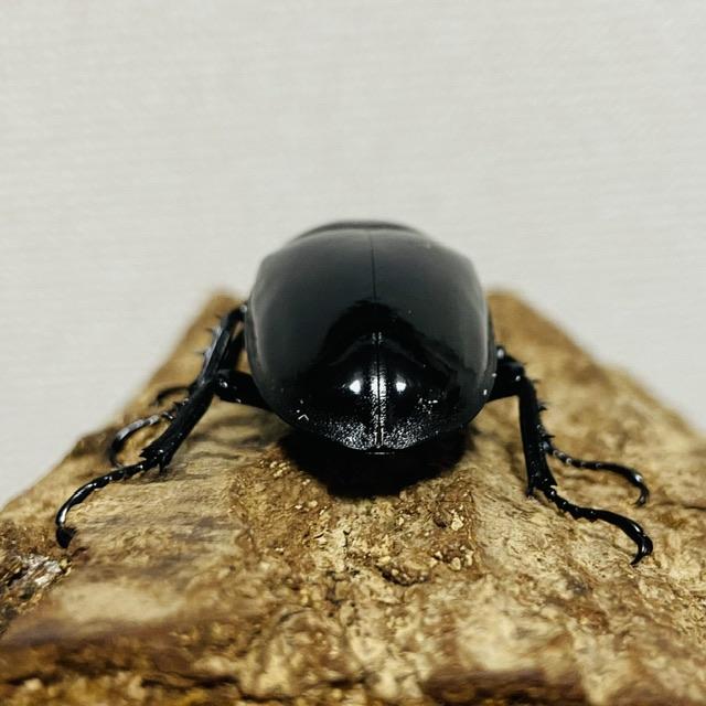 アフリカの黒い宝石タランドゥスオオツヤクワガタ標本〔ペア