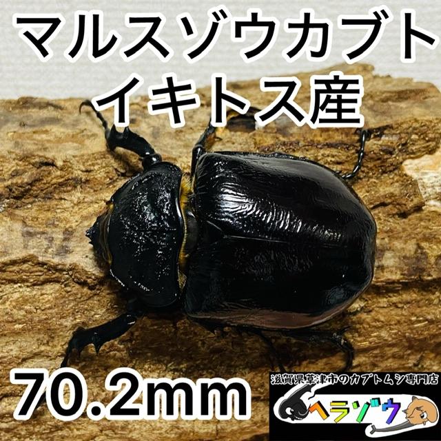 マルスゾウカブトムシ】 マルス標本 雌雄セット 昆虫セット