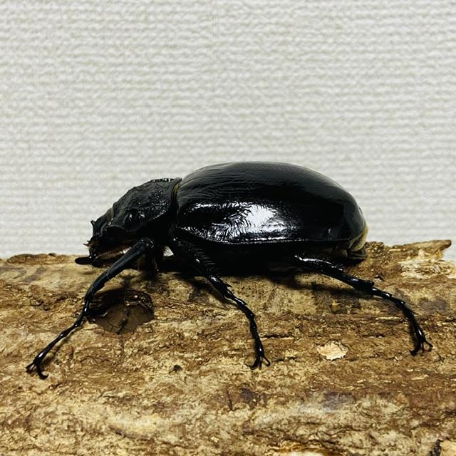 マルスゾウカブト メス ♀ 71.0mm : カブトムシ専門店ヘラゾウ - 通販