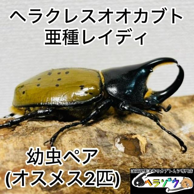 ヘラクレスオオカブト 亜種レイディ 幼虫ペア (DHレイディ 