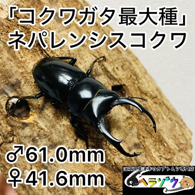 ネパレンシスコクワガタ 成虫 ペア ♂61.0mm ♀41.6mm ネパール