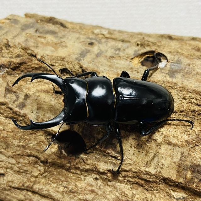 ネパレンシス　ネパールコクワガタ　♂♀ペア① コクワ最大種!ネパールコクワ(ネパレンシス) ♂♀ペア アルナーチャル