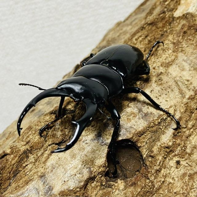 ネパレンシスコクワガタ 成虫 ペア ♂61.0mm ♀41.6mm ネパール