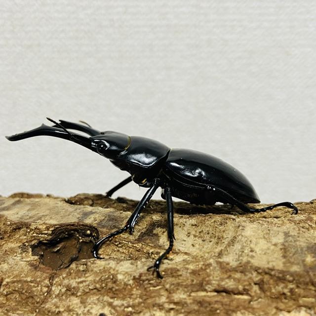 ネパレンシスコクワガタ 成虫 ペア ♂61.0mm ♀41.6mm ネパール