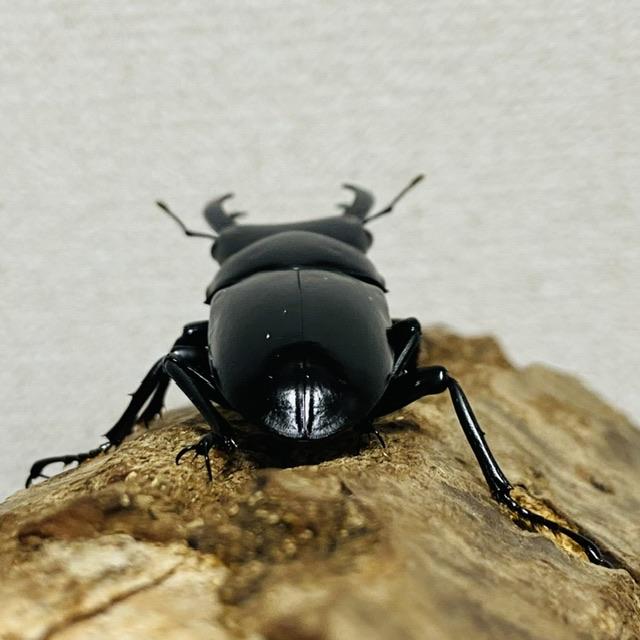 ネパレンシスコクワガタ 成虫 ペア ♂61.0mm ♀41.6mm ネパール