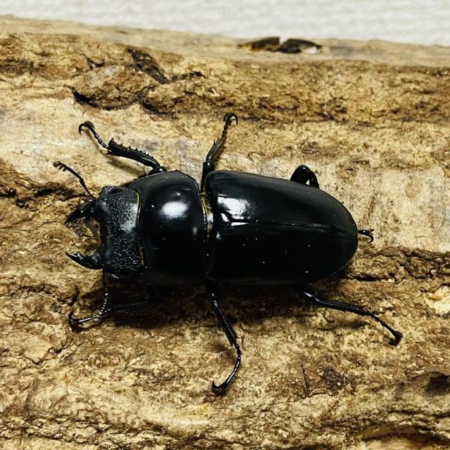 ネパレンシスコクワガタ 成虫 ペア ♂61.0mm ♀41.6mm ネパール