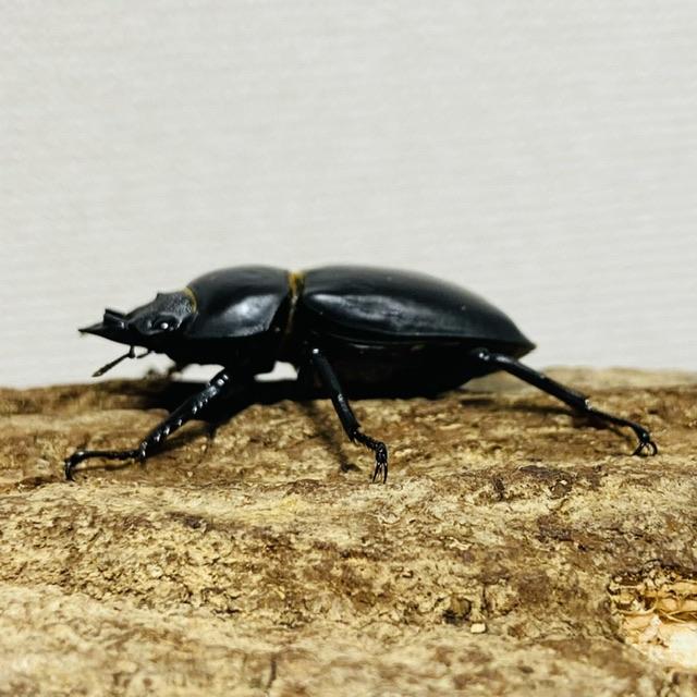 ネパレンシスコクワガタ 成虫 ペア ♂61.0mm ♀41.6mm ネパール