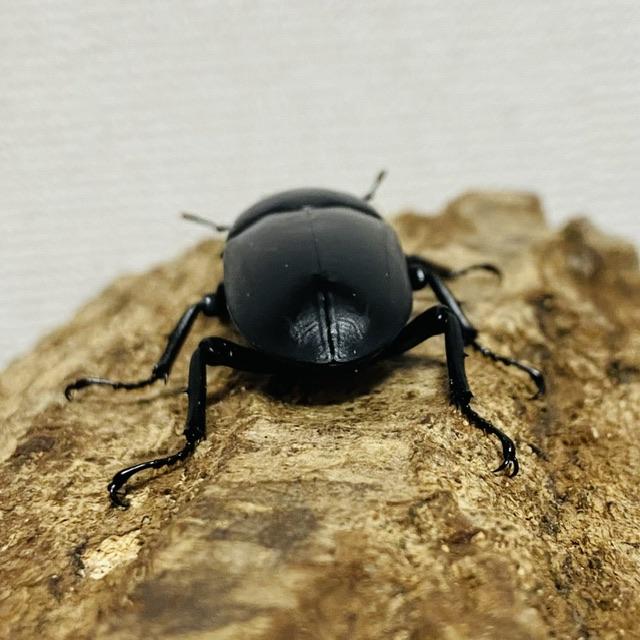 ネパレンシスコクワガタ 成虫 ペア ♂61.0mm ♀41.6mm ネパール