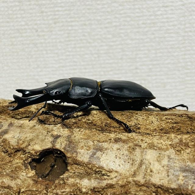 ホペイオオクワガタ 成虫 ペア ♂71.9mm ♀44.7mm : カブトムシ ホペイオオクワガタ 成虫 ペア ♂71.9mm ♀44.7mm : カブトムシ