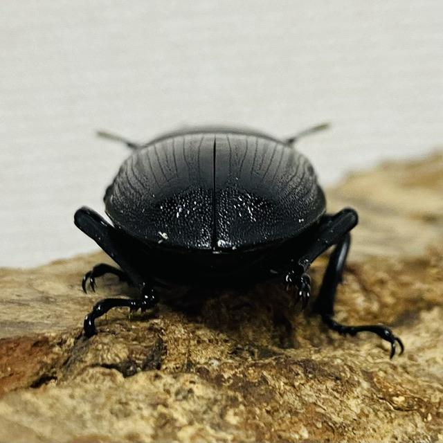 ホペイオオクワガタ 成虫 ペア ♂71.9mm ♀44.7mm : カブトムシ専門店