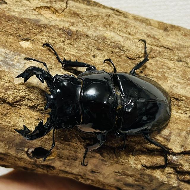 タランドゥスオオツヤクワガタ ペア ♂78.4mm ♀53.2mm タランドゥスオオツヤクワガタ ペア ♂78.4mm ♀53.2mm