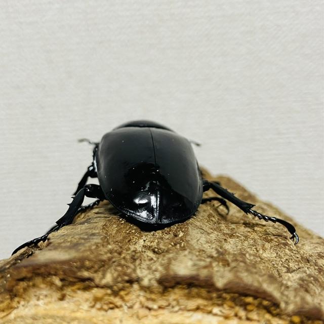タランドゥスオオツヤクワガタ ペア ♂78.4mm ♀53.2mm タランドゥスオオツヤクワガタ ペア ♂78.4mm ♀53.2mm