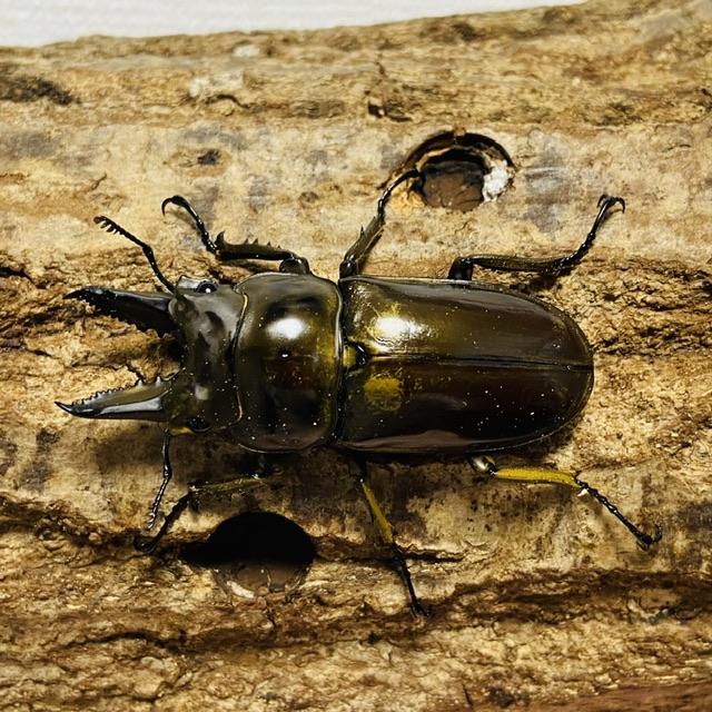 ババオウゴンオニクワガタ ペア 値下げ