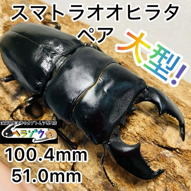 スマトラオオヒラタクワガタ ペア ♂100.4mm ♀51.0mm : カブトムシ 