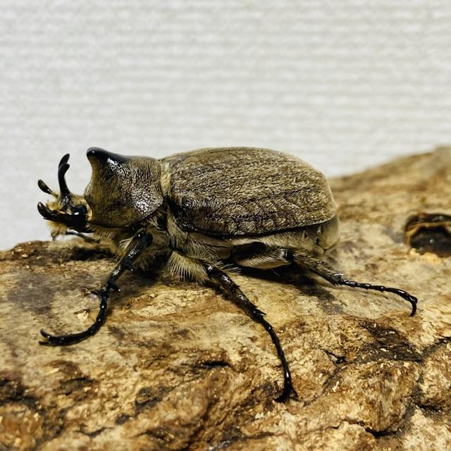 ヨルゲンセンヒメゾウカブト（ヨルゲンセン・ヨルゲンセン）