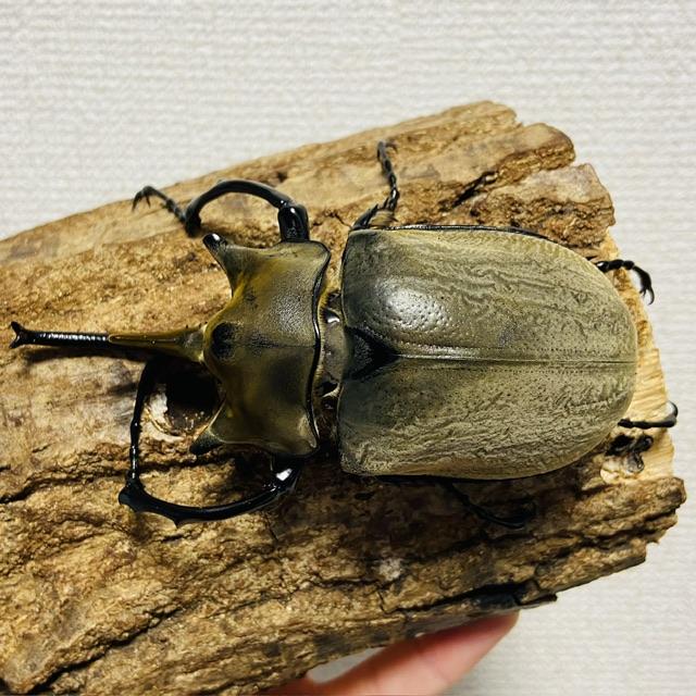 エレファスゾウカブト エレファスゾウカブト - Wikipedia