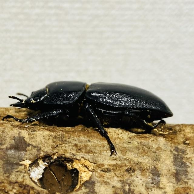 平成8年型　ホペイオオクワガタ飼育品78㍉ H8型 ホペイオオクワガタ 74/45 ペア - INSECT SHOP 美咲