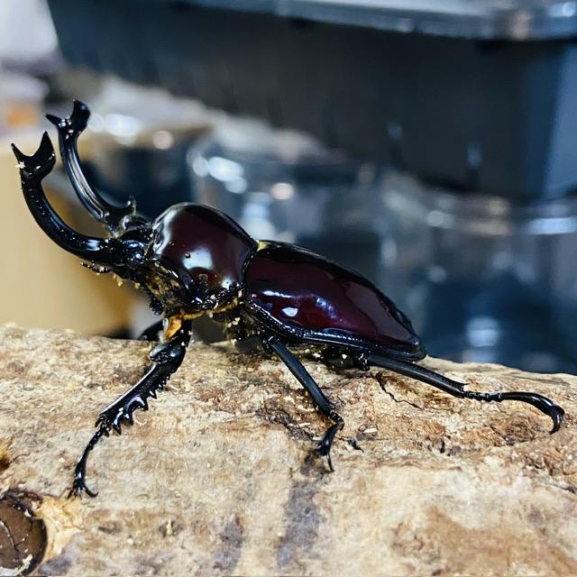 ニジイロクワガタ 紫紺ピカール血統 成虫 ペア ♂55mm ♀39mm