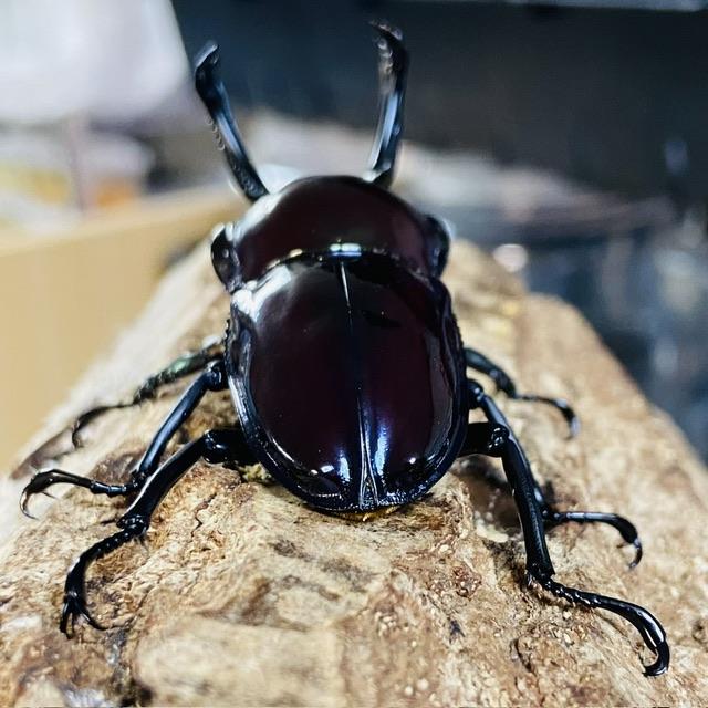 ニジイロクワガタ 紫紺ピカール血統 成虫 ペア ♂55mm ♀39mm