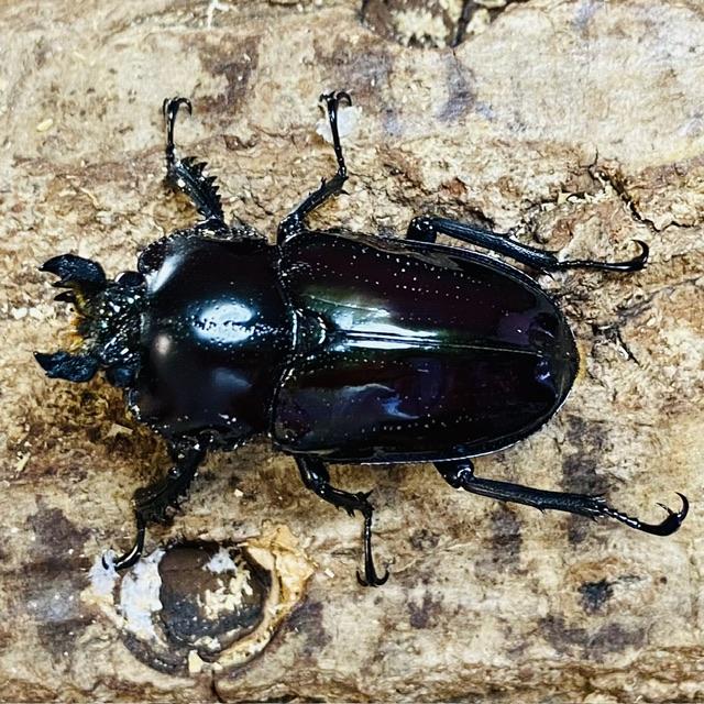 ニジイロクワガタ 紫紺ピカール血統 成虫 ペア ♂55mm ♀39mm
